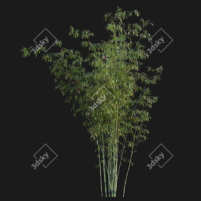 Bamboo Archive - 3D Models & Textures 3D model image 3