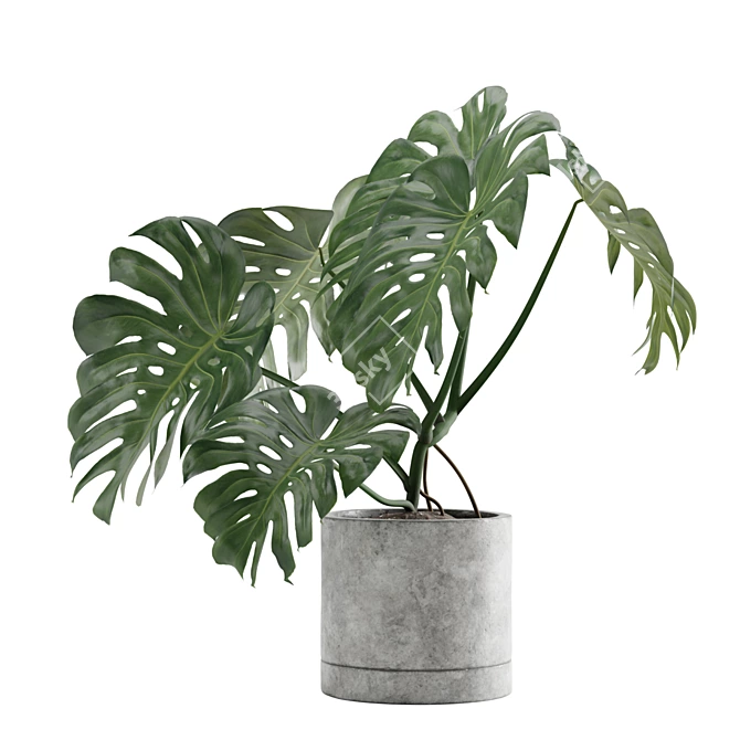 Tropical Charm: Monstera Deliciosa 3D model image 4