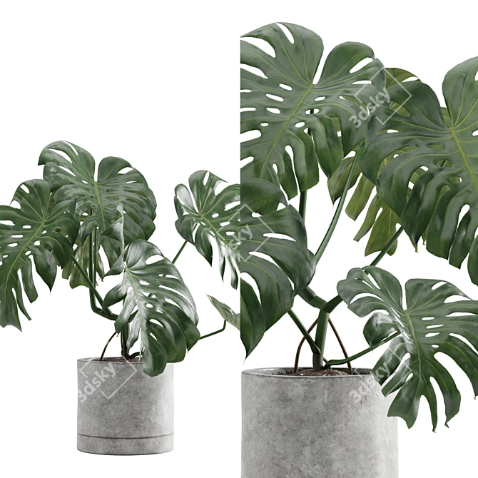 Tropical Charm: Monstera Deliciosa 3D model image 5