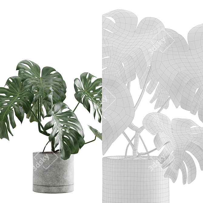 Tropical Charm: Monstera Deliciosa 3D model image 6