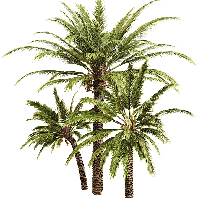 Elegant Date Palm Tree 3D model image 3