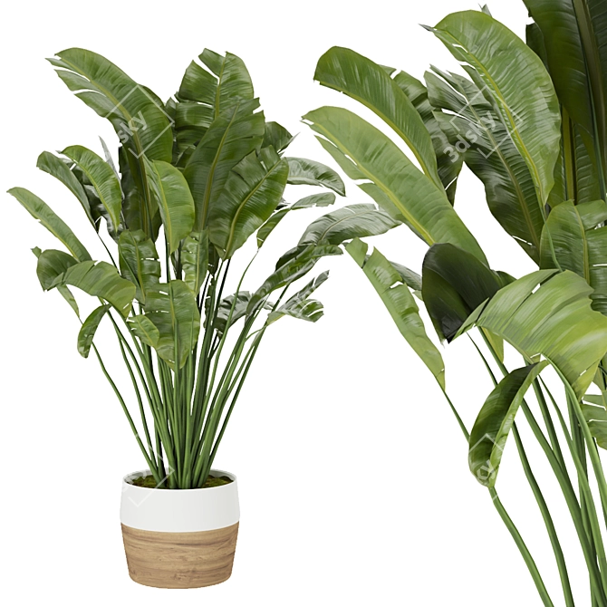 Tropical Bliss: Indoor Banana Leaf 3D model image 2