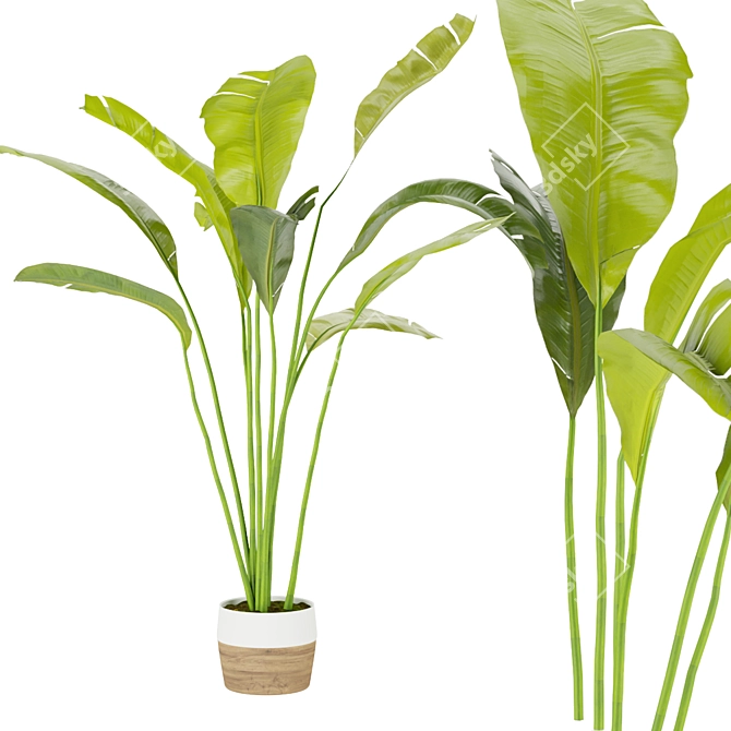 Tropical Bliss: Indoor Banana Leaf 3D model image 4