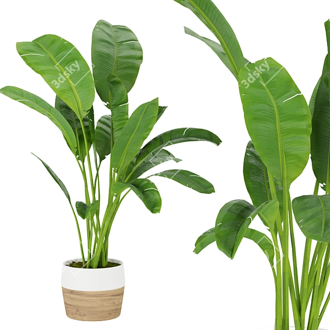 Tropical Bliss: Indoor Banana Leaf 3D model image 6