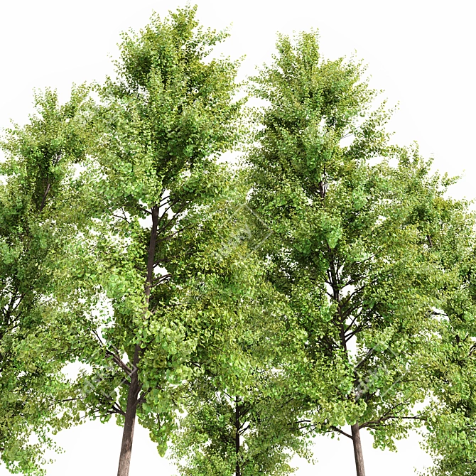 Real Tree Acer Saccharinum - 3D Model Bundle 3D model image 4