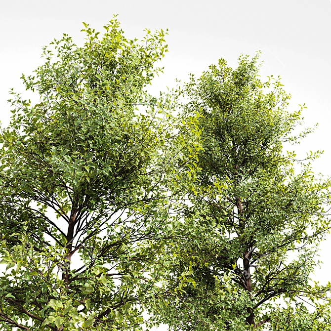 Real Tree Acer Saccharinum - 3D Model Bundle 3D model image 5