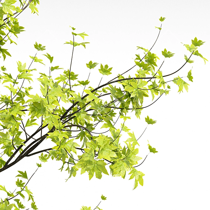 Real Tree Acer Saccharinum - 3D Model Bundle 3D model image 7