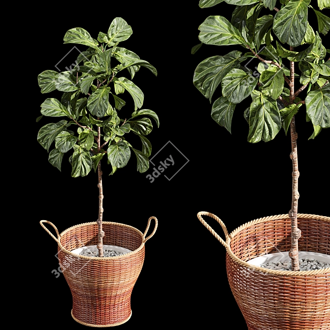 Stylish 2m Indoor Fiddle Leaf Fig 3D model image 1