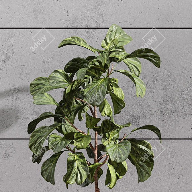 Stylish 2m Indoor Fiddle Leaf Fig 3D model image 4