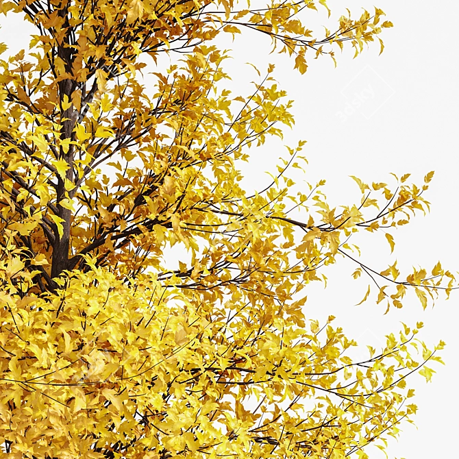 Fall Foliage Tree Collection: Buergerianum, Saccharinum, Biloba 3D model image 2