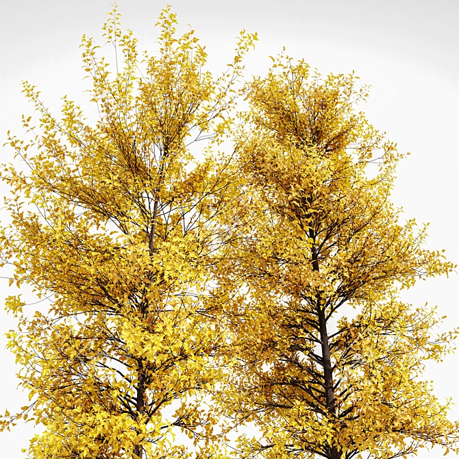 Fall Foliage Tree Collection: Buergerianum, Saccharinum, Biloba 3D model image 4