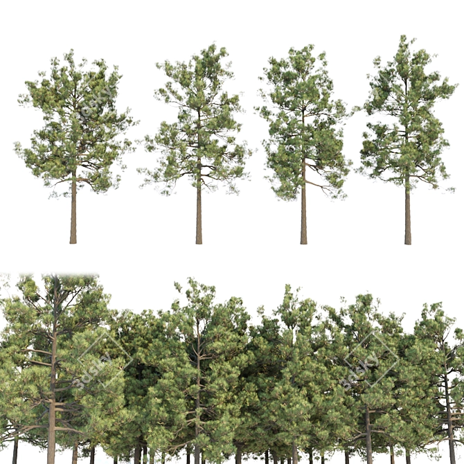 Tall Pine Trees Vol 19 Collection 3D model image 1