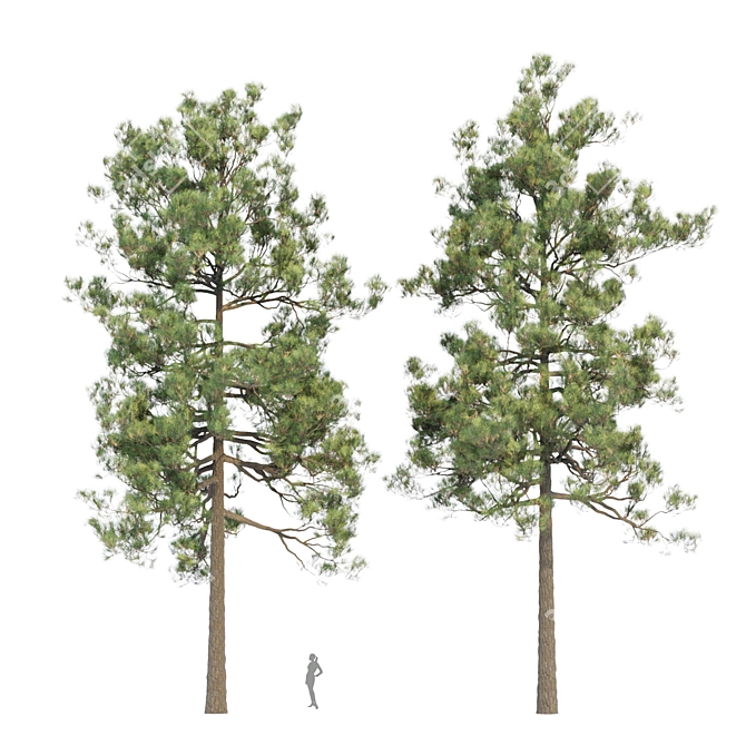 Tall Pine Trees Vol 19 Collection 3D model image 3