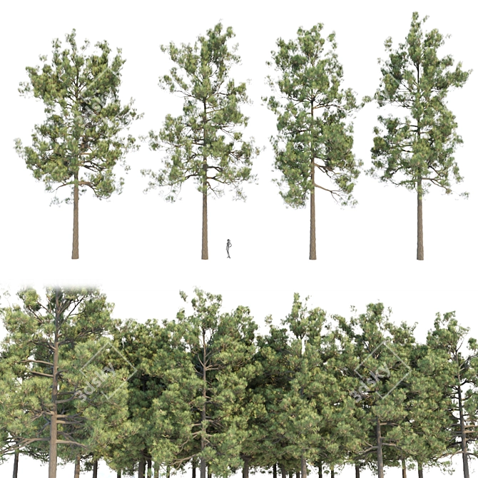 Tall Pine Trees Vol 19 Collection 3D model image 6