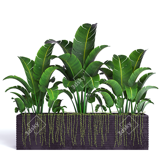 Tropical Banana Plant in Flower Pot 3D model image 4