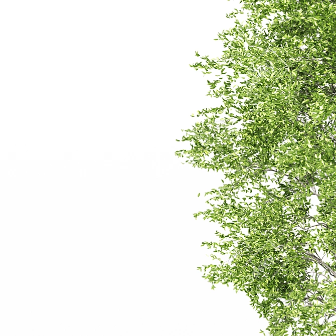 Polys: 1,011,193 - Towering 15m Beech Tree 3D model image 4