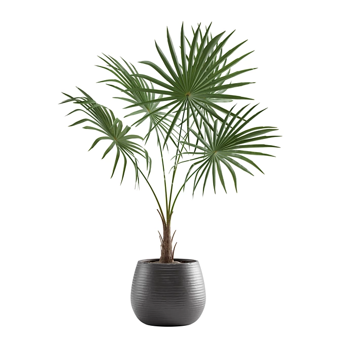 Exotic Indoor Plants Collection 3D model image 4