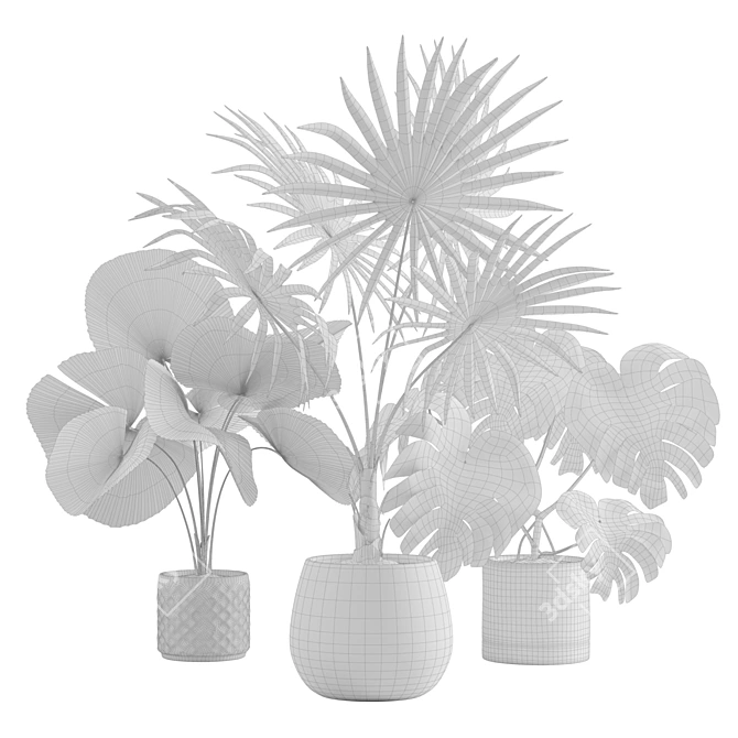 Exotic Indoor Plants Collection 3D model image 5