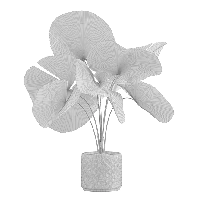 Exotic Indoor Plants Collection 3D model image 6