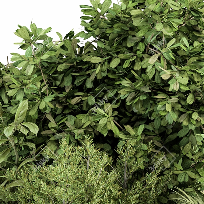 Exotic Bush Collection: Tropical & Box Tree - Set 52 3D model image 2