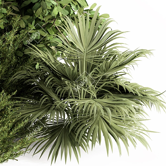 Exotic Bush Collection: Tropical & Box Tree - Set 52 3D model image 3