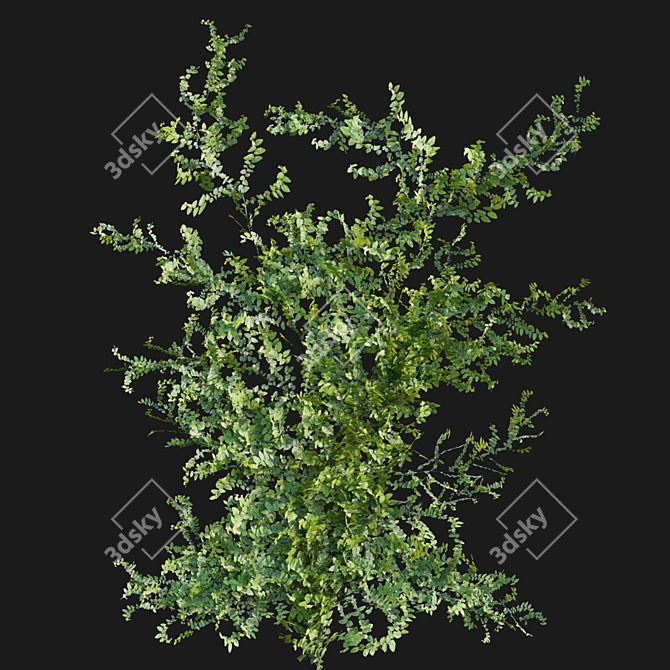 Ficus pumila in 3D 3D model image 4