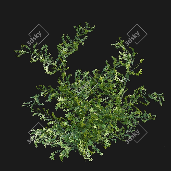 Ficus pumila in 3D 3D model image 5