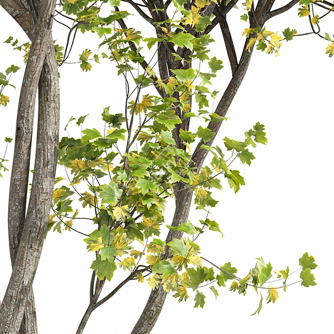 Saccharinum Tree Pack: Spring-Summer-Fall 3D model image 2