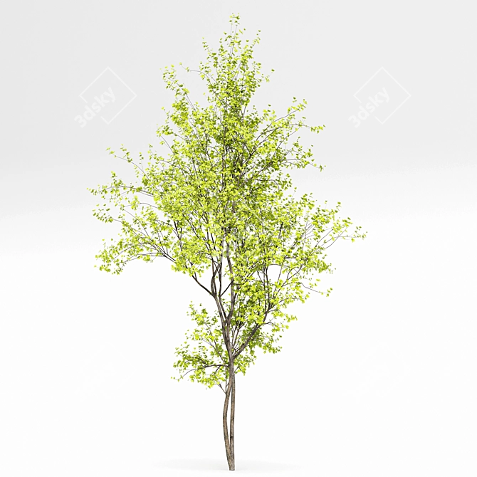Saccharinum Tree Pack: Spring-Summer-Fall 3D model image 5