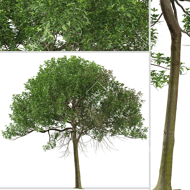 Australian Cheesewood Trees (2 Pack) 3D model image 7