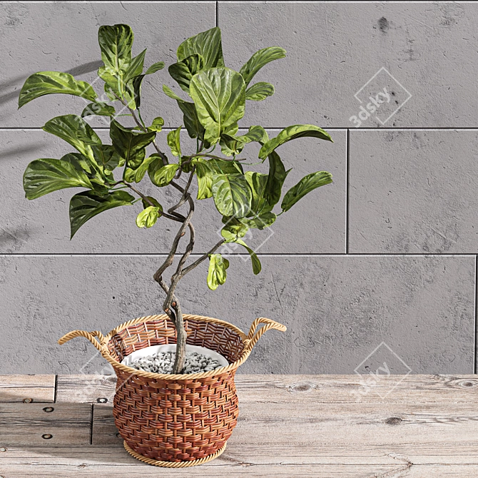 Premium Indoor Fiddle Leaf Fig - 3D Plant Model 3D model image 2