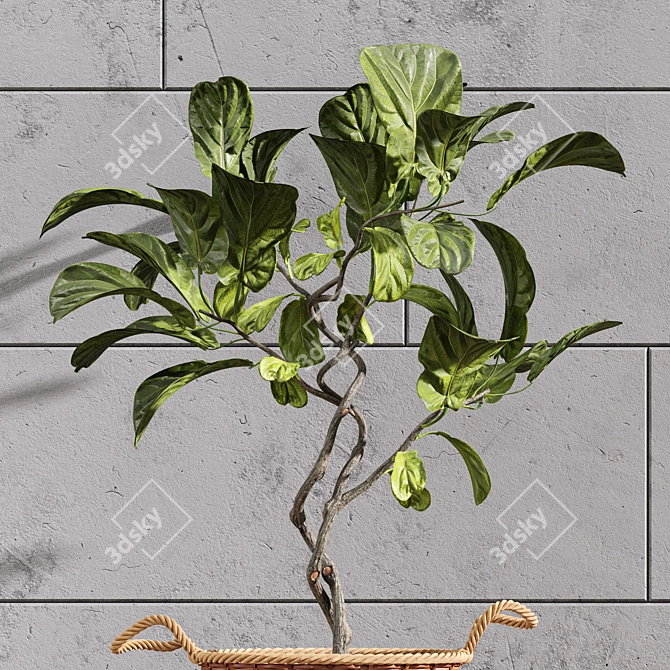 Premium Indoor Fiddle Leaf Fig - 3D Plant Model 3D model image 4