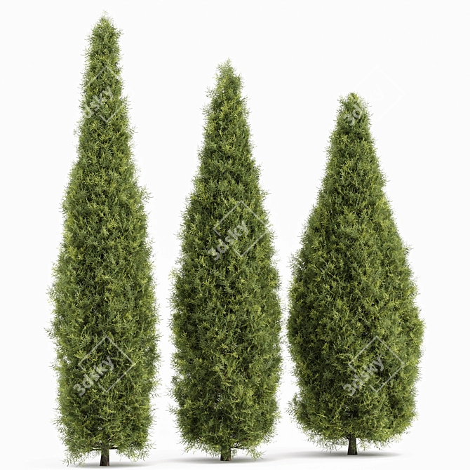 Alaskan Cedar & Rocky Mtn. Juniper - 3D Tree Models 3D model image 3