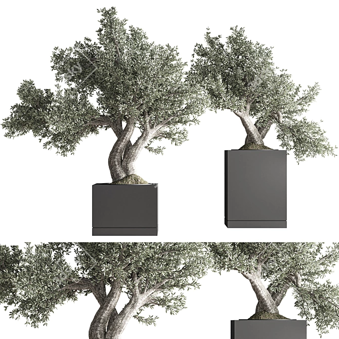 Indoor Bonsai Set: Zen Collection 3D model image 7