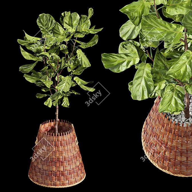 Tropical Elegance: Indoor Fiddle Leaf Fig 3D model image 1