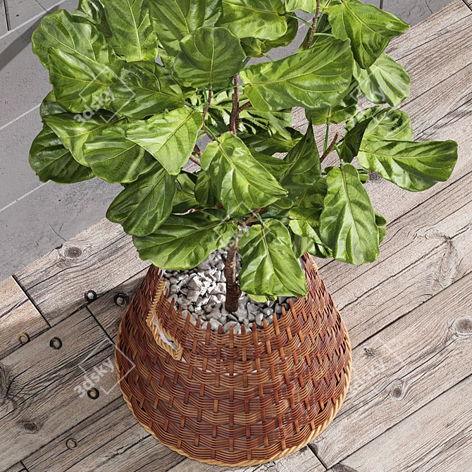 Tropical Elegance: Indoor Fiddle Leaf Fig 3D model image 2