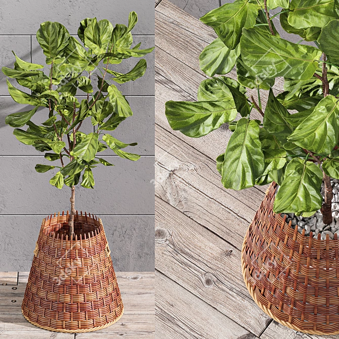 Tropical Elegance: Indoor Fiddle Leaf Fig 3D model image 4