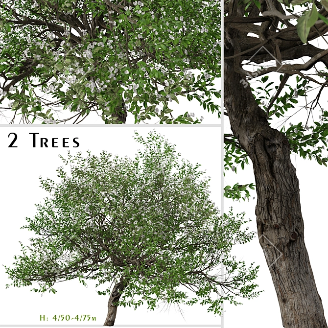 Evergreen Pear Tree Set: Pyrus kawakamii - 2 Trees 3D model image 1