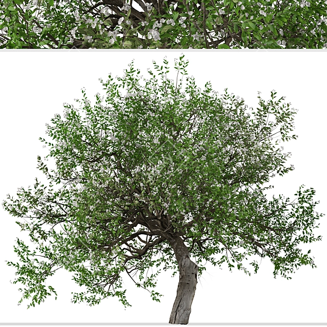 Evergreen Pear Tree Set: Pyrus kawakamii - 2 Trees 3D model image 2