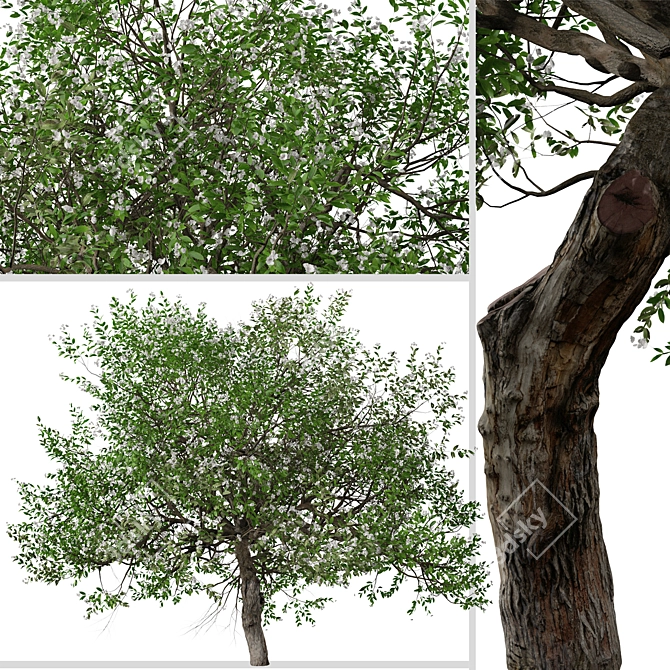 Evergreen Pear Tree Set: Pyrus kawakamii - 2 Trees 3D model image 3