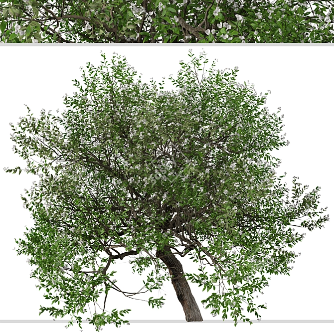 Evergreen Pear Tree Set: Pyrus kawakamii - 2 Trees 3D model image 4