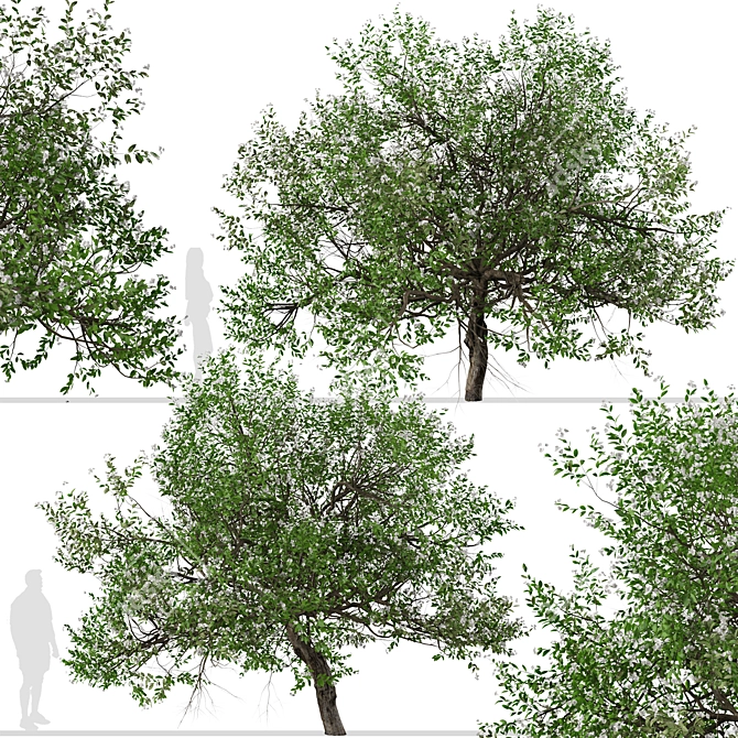 Evergreen Pear Tree Set: Pyrus kawakamii - 2 Trees 3D model image 5