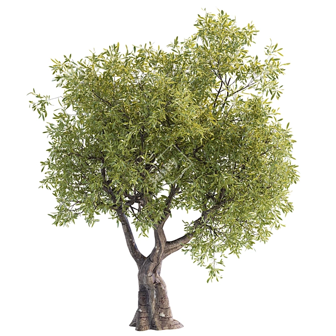 3D Tree Model - 2013 Version 3D model image 5