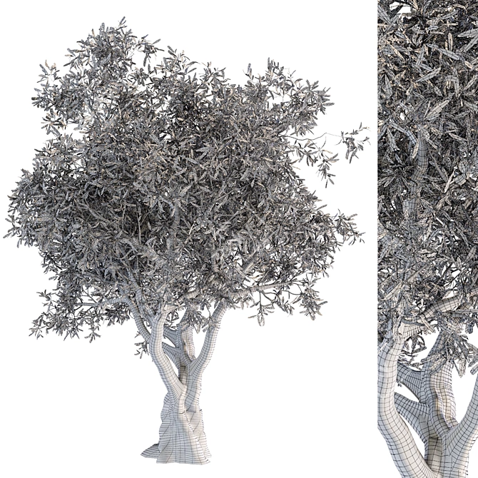 3D Tree Model - 2013 Version 3D model image 7