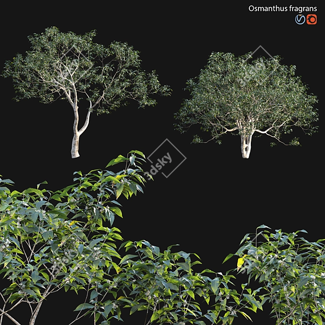 Fragrant Osmanthus 3D Model 3D model image 1