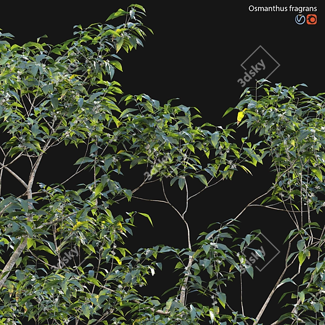 Fragrant Osmanthus 3D Model 3D model image 2