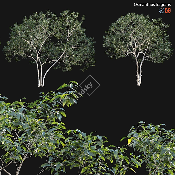 Vintage Fragrant Osmanthus 3D Models 3D model image 1