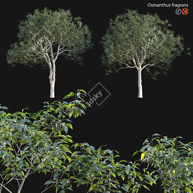 Fragrant Osmanthus: 3D Models 3D model image 1