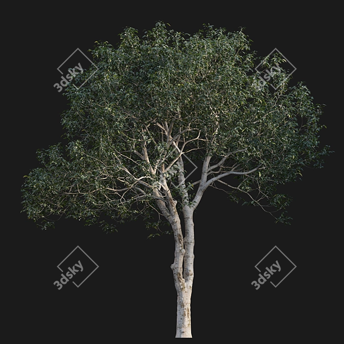 Fragrant Osmanthus: 3D Models 3D model image 4