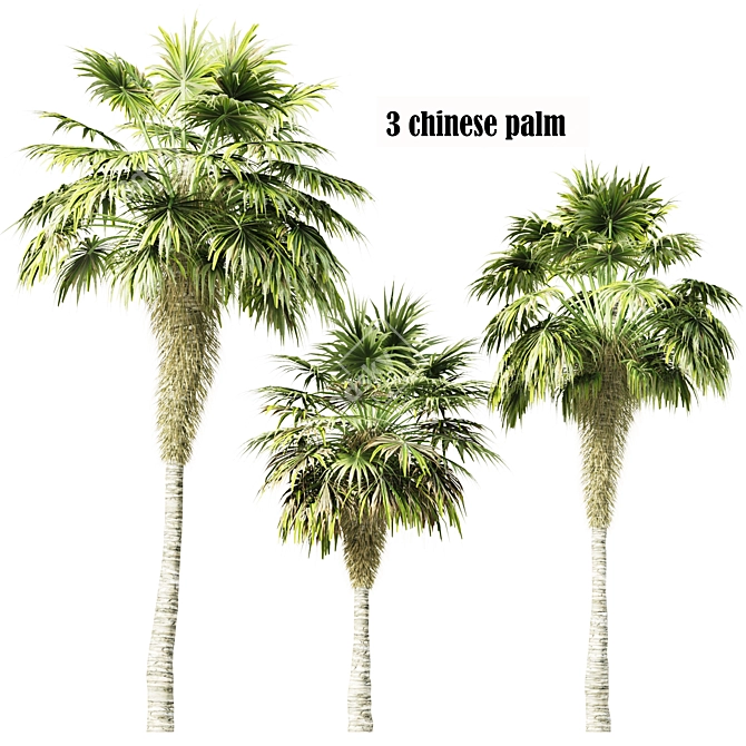 Elegant Trio of Chinese Palms 3D model image 1